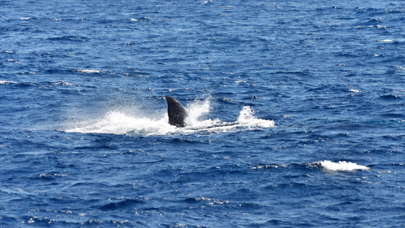 Blue whale flukes off Mirissa