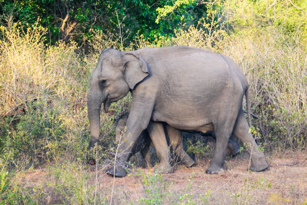 Wild elephants in Sri Lanka